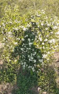 فروش سردرختی هلوکرس