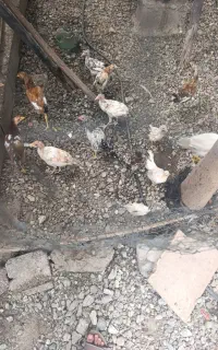 جوجه محلی