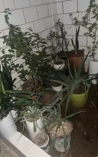 گل باغ