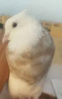 ۱۰ طوقی