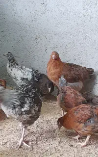 جوجه  دوماهه مرغ گلپایگان