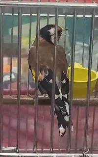 سهره نر