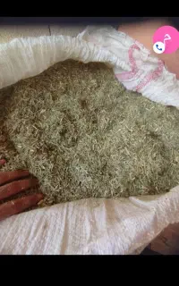 خار شتر سبز خالص