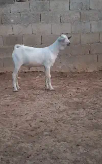 فروش صومال سفید