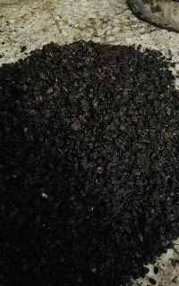 کشمش در بابل