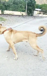 سرابی اصیل