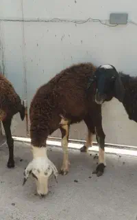 گوسفند جوان جهت نگداشت