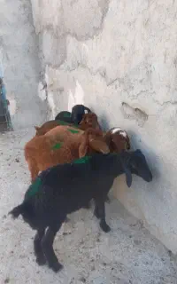 بره ژندار ماده هترو