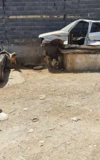 فروش سگ نگهبان