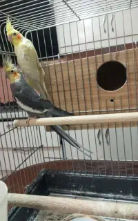 جفت نروماده کار داده