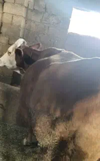 گاو جوان تک شیر ۳ ماه حامله تست شده