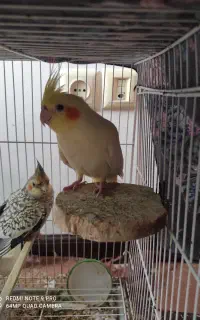 عروس هلندی