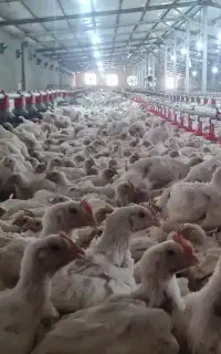 استخدام کارگر مرغداری گوشتی