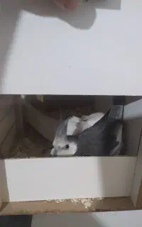 ماده آلبینو همراه ۲ جوجه