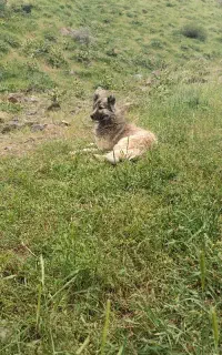 سگ گله