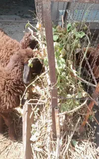 ۳بره