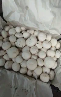 شراکت با سالن دار برای پرورش قارچ