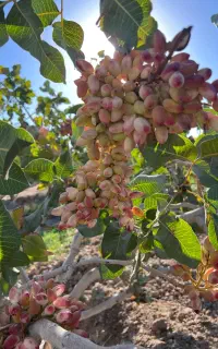خرید پسته خوشه کالک