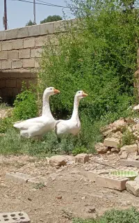یک جفت قوغاز لیندای سفید