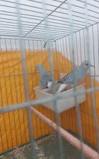 کبوتر زینتی نرماده اصلی