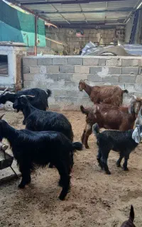 فروش حیوان
