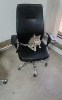 مکالمه زبان عربی ترکی استانبولی و آذری آیلتس تومر