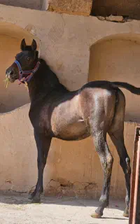 اسب