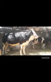 گوساله نر چاق سیمینتال در ملکشاهی
