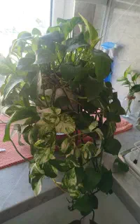 گل پتوس