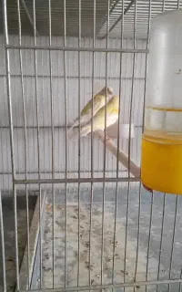جوجه قناری