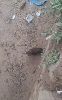 توله سگ نر پاپی