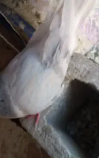 کبوتر فروشی