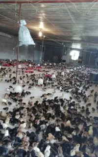 جوجه محلی سرحال