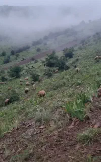 تعداد ۳۰۰تا گوسفند با بره فروشی