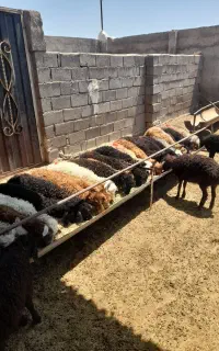 بره مخصوص پروار