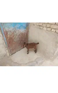 بزغاله با قفل