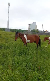 مادیون ابلغ با کره مادیان ابلغ