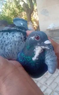 کفتر