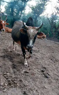 ورزا بره