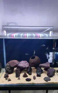 اکواریوم فوق زیبا بدون مشکل با تجهیزات بدون ماهی