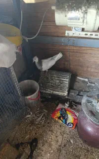کبوتر سرودم سفید زده بیرون جوجه داشت گم شده