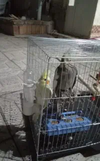 جوجه