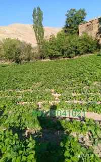 لوبیا چیتی کوردستان