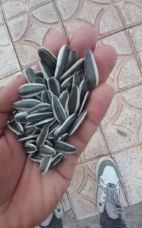 تخمهs300