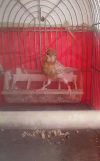 قناری ماده