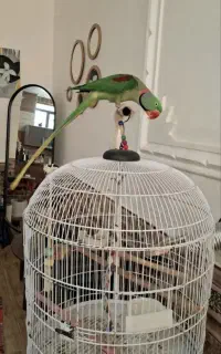 شاه طوطی نر ۳ ساله