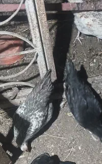 مرغ وخروس