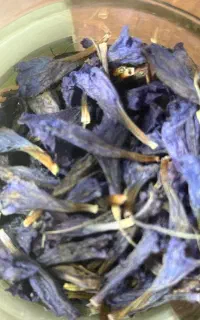 فروش گل گاوزبان