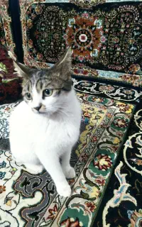 واگذاری رایگان گربه ی خانگی