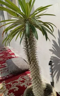 نخل ماداگاسکار(نوعی کاکتوس برای خونه ،تراس وحیاط)